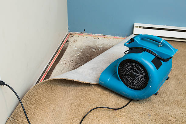Best Water damage restoration near me  in Allardt, TN